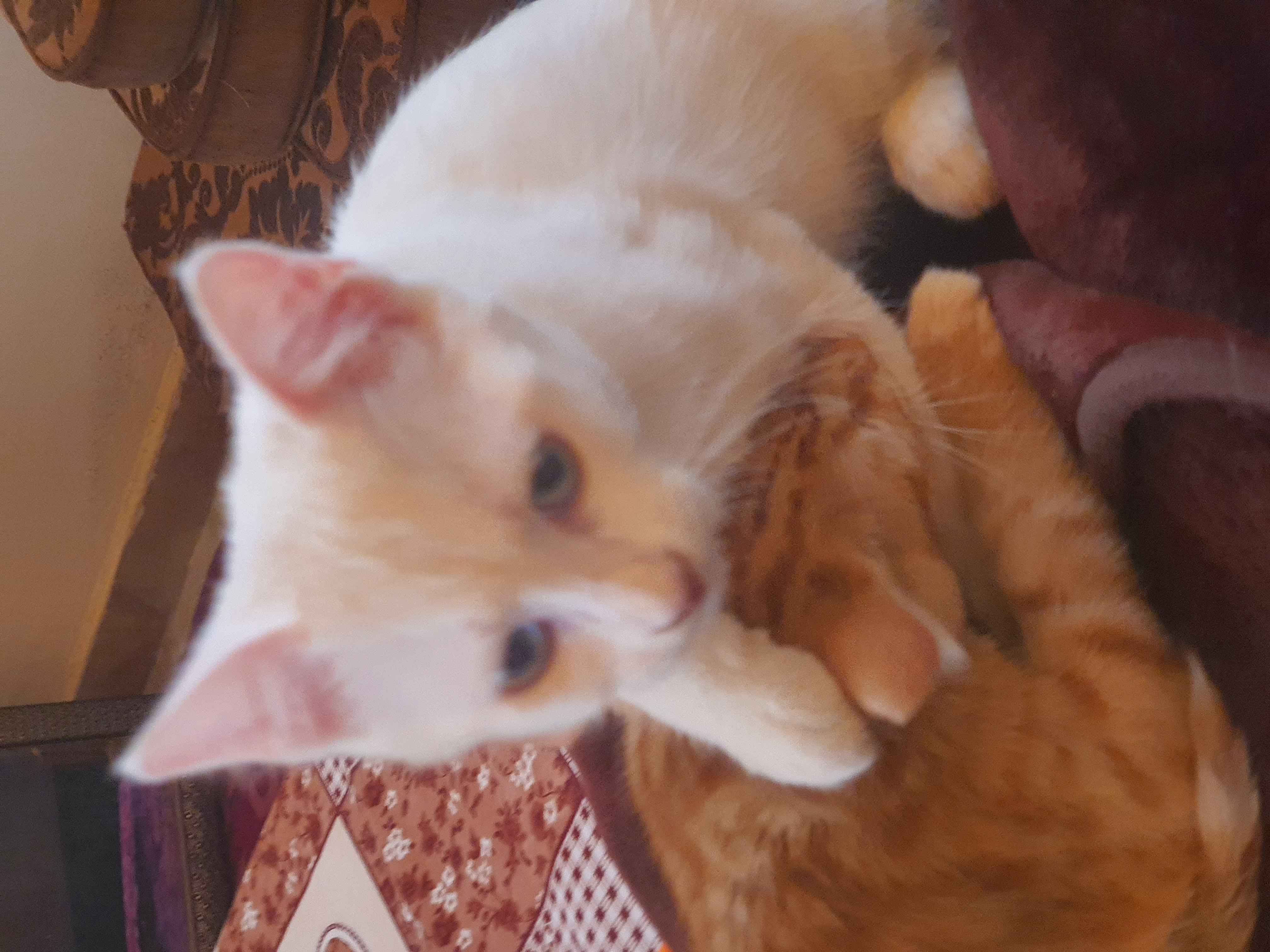 بيع قطط